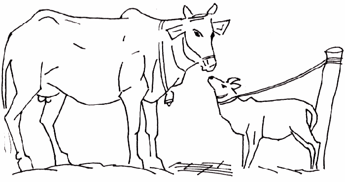 cow_and_calf.gif